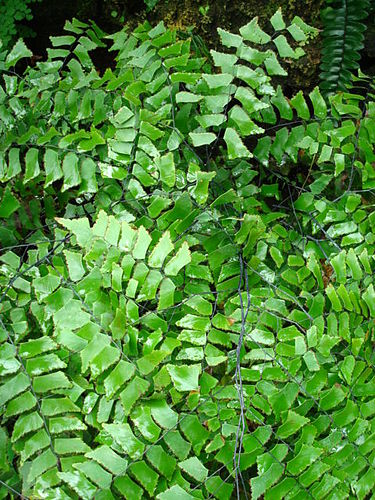 Adiantum trapeziforme